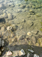 Laden Sie das Bild in den Galerie-Viewer, CORSO DI CESTERIA &amp; INTRECCIO